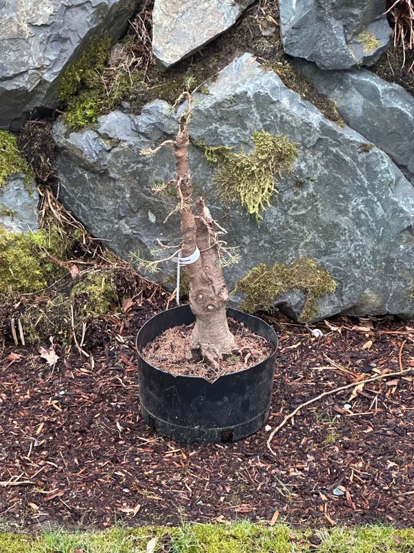 Dwarf Alberta Spruce 4 — Mar 7