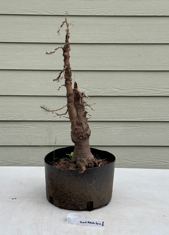 Dwarf Alberta Spruce 4 — May 21