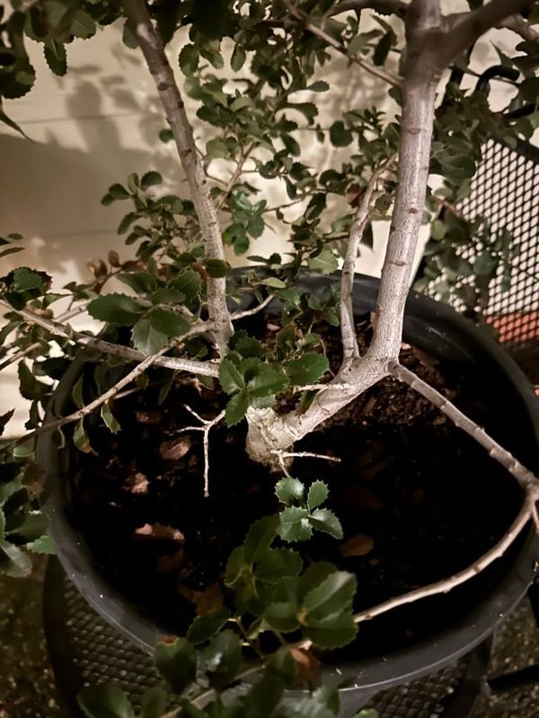 Kermes Oak 1 — Observation — 2023-01-22