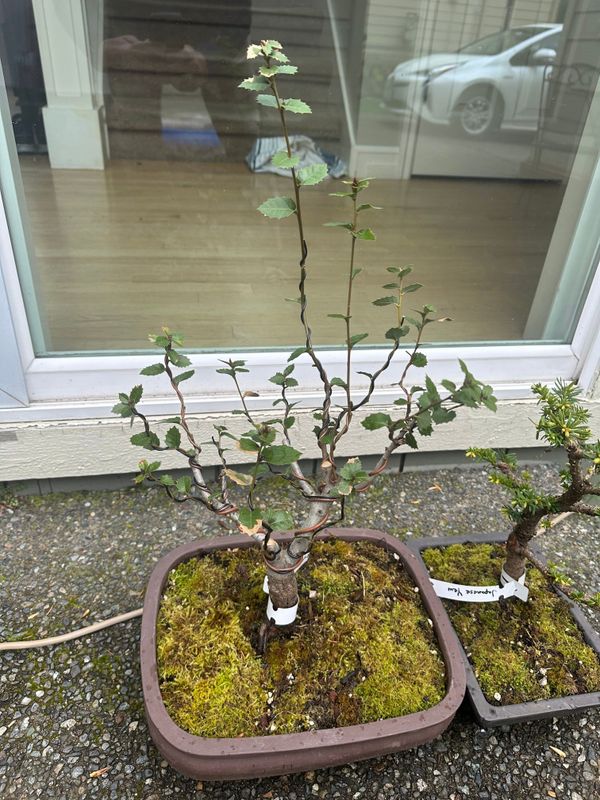 Kermes Oak 1 — Observation — 2024-04-05