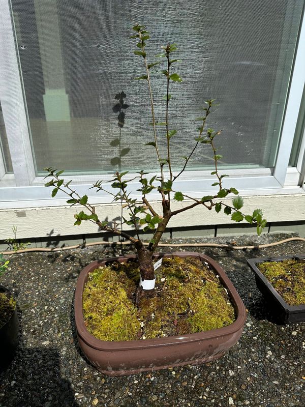 Kermes Oak 1 — Observation — 2024-04-12