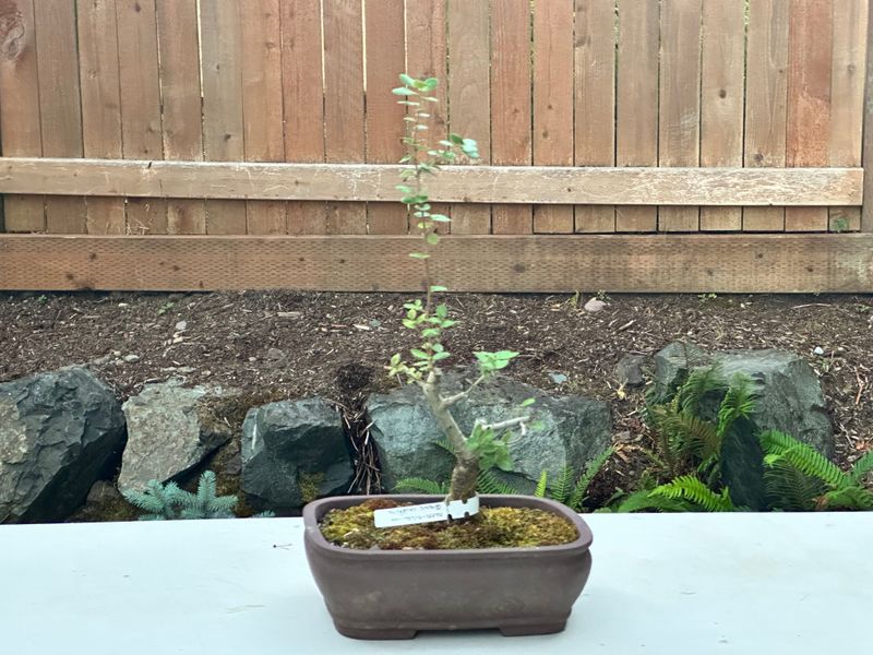 Kermes Oak 1 — Observation — 2025-07-14
