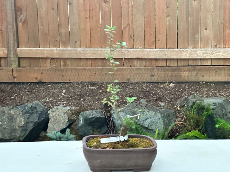 Kermes Oak 1 — Observation — 2025-07-14