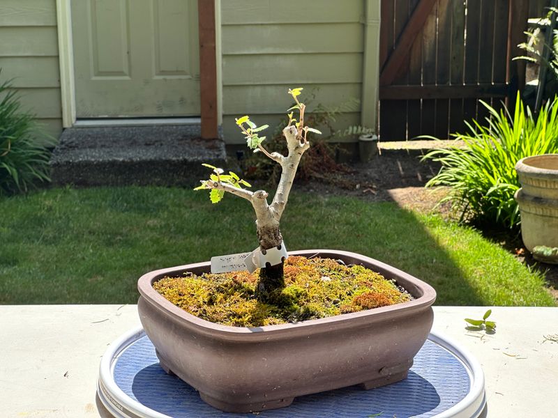 Kermes Oak 1 — Prune — 2025-07-19