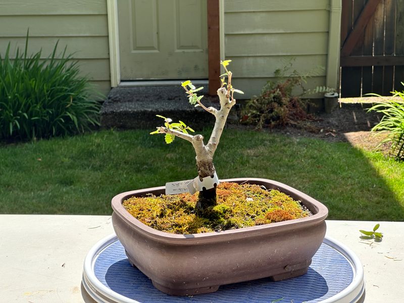 Kermes Oak 1 — Prune — 2025-07-19