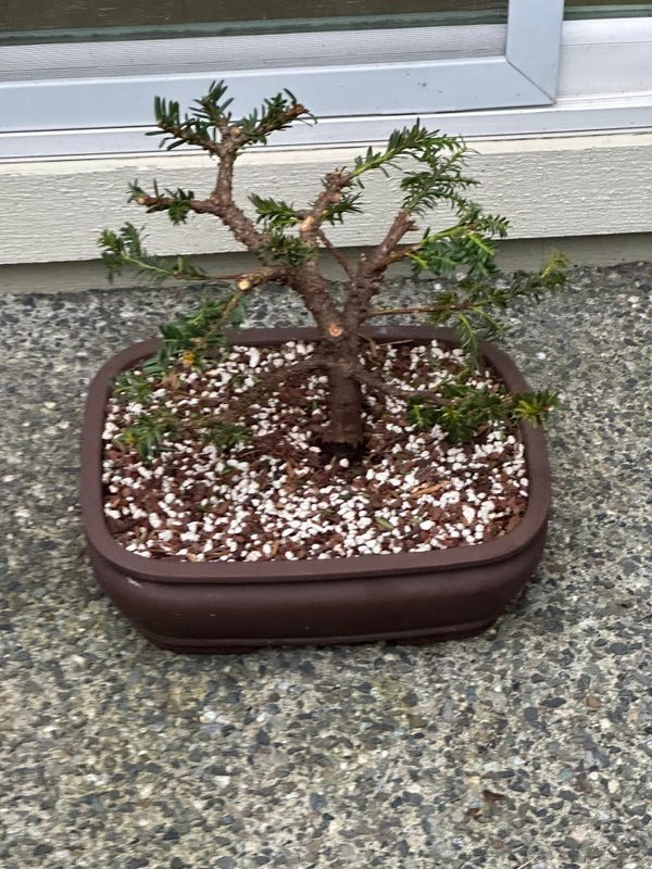 Japanese Yew 1 — Observation — 2023-03-07