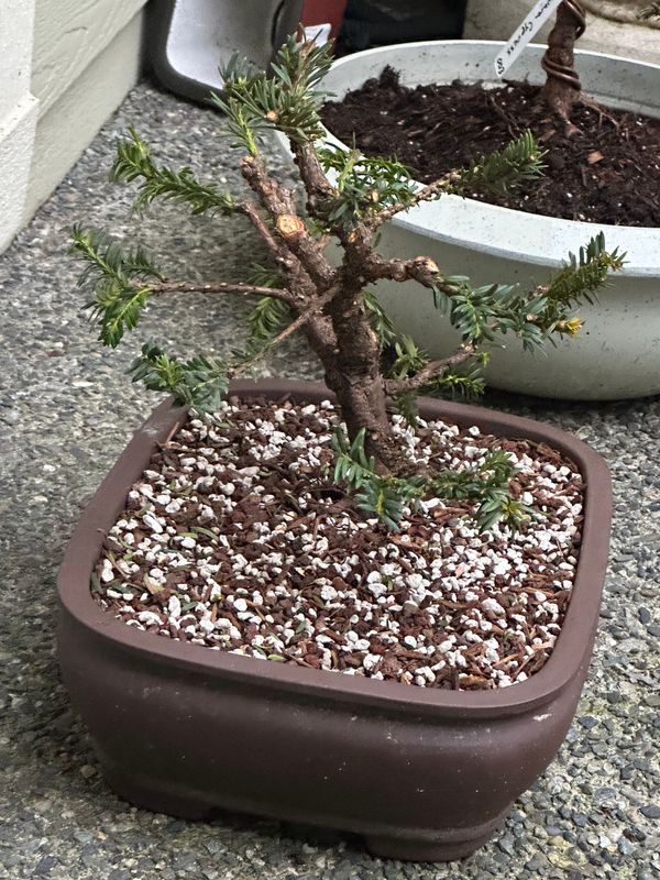 Japanese Yew 1 — Observation — 2023-03-07