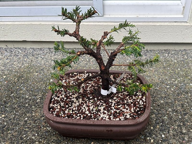 Japanese Yew 1 — Observation — 2023-03-20