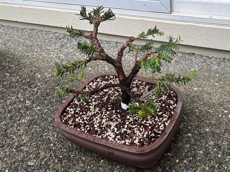 Japanese Yew 1 — Observation — 2023-03-20