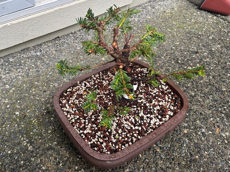 Japanese Yew 1 — Observation — 2023-03-20