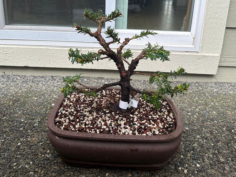 Japanese Yew 1 — Observation — 2023-03-20