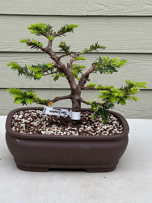 Japanese Yew 1 — Observation — 2023-05-21
