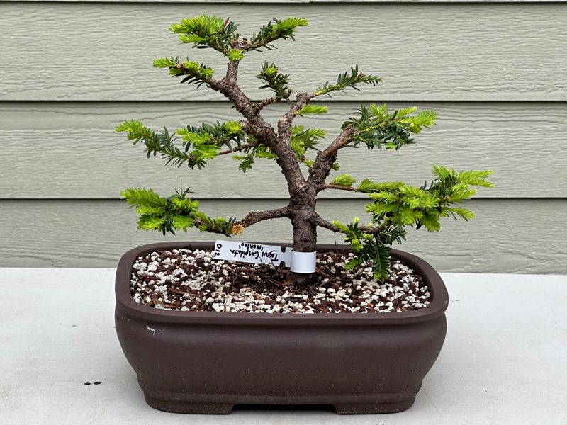 Japanese Yew 1 — Observation — 2023-05-21