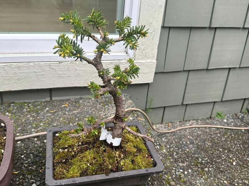 Japanese Yew 1 — Observation — 2024-04-05