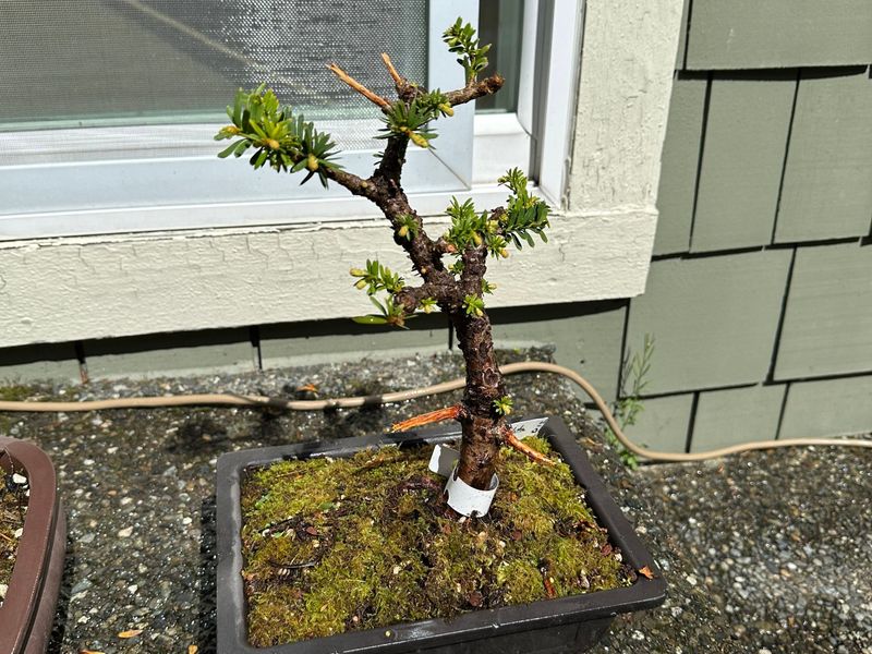 Japanese Yew 1 — Observation — 2024-04-12