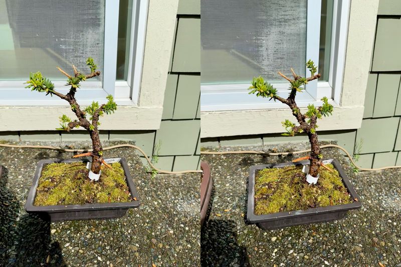 Japanese Yew 1 — Observation — 2024-04-12