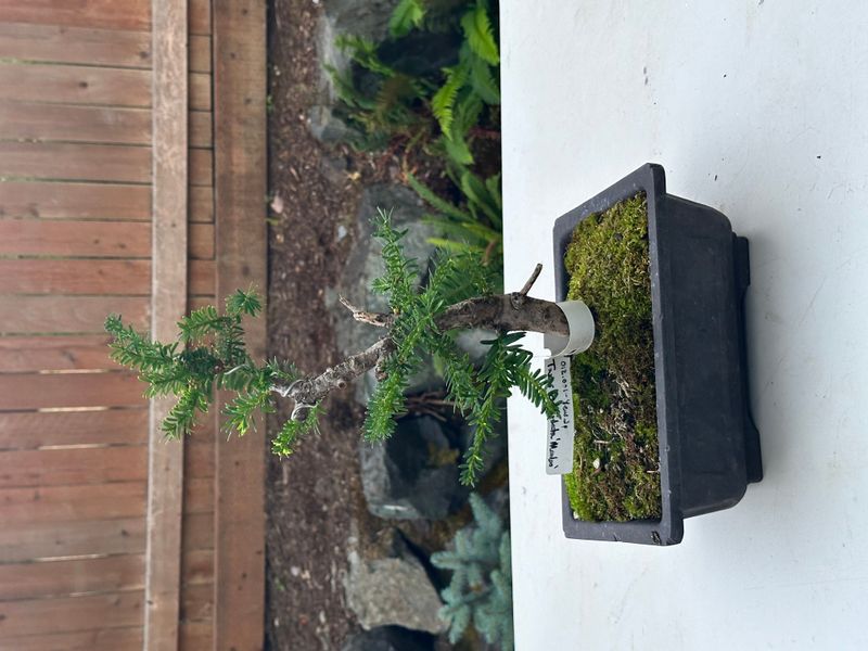 Japanese Yew 1 — Observation — 2025-07-14