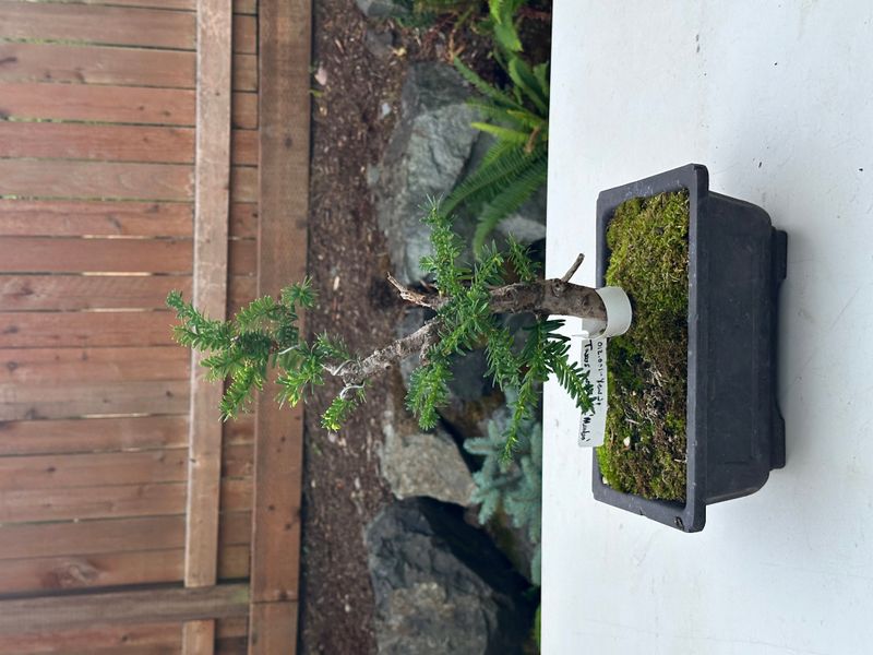 Japanese Yew 1 — Observation — 2025-07-14