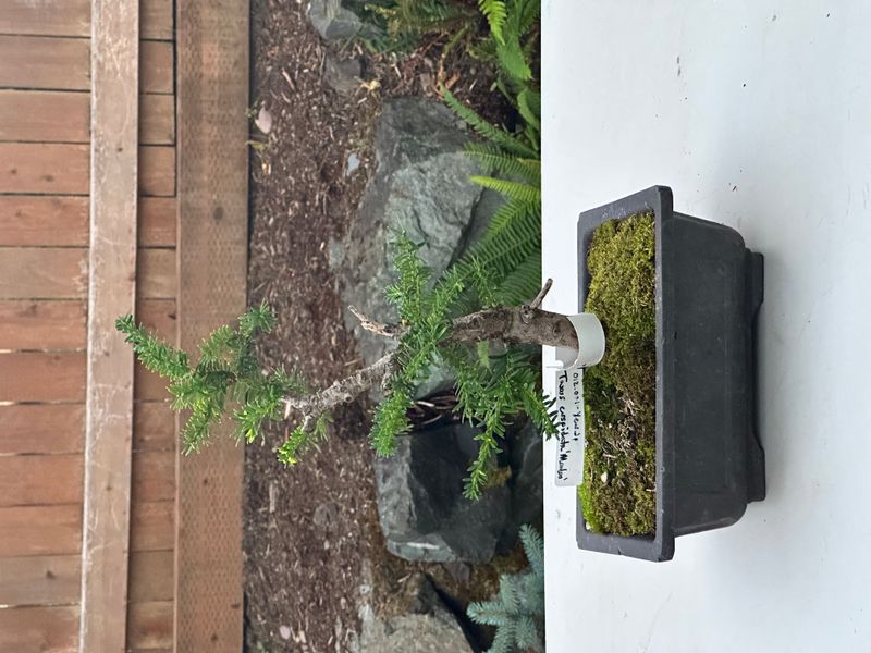 Japanese Yew 1 — Observation — 2025-07-14