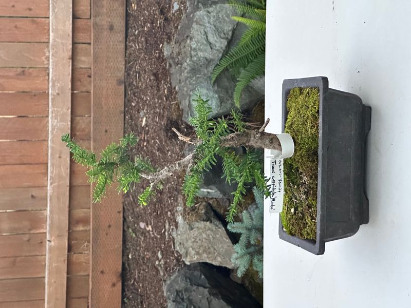 Japanese Yew 1 — Observation — 2025-07-14