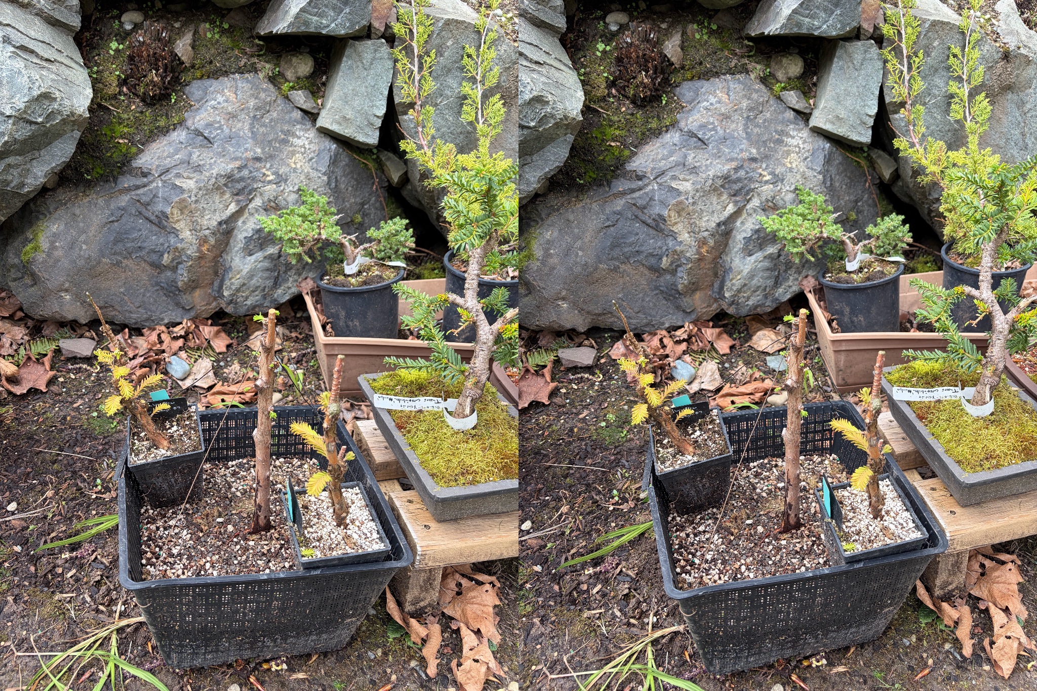 Japanese Yew 1 — Observation — 2026-03-29