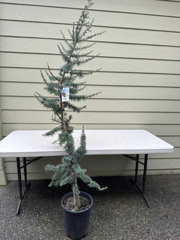 Blue Atlas Cedar 1 — Dec 27