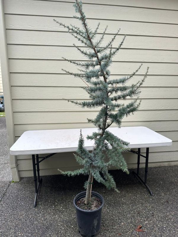 Blue Atlas Cedar 1 — Acquired — 2022-12-27