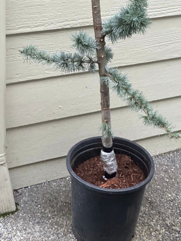 Blue Atlas Cedar 1 — Mar 7