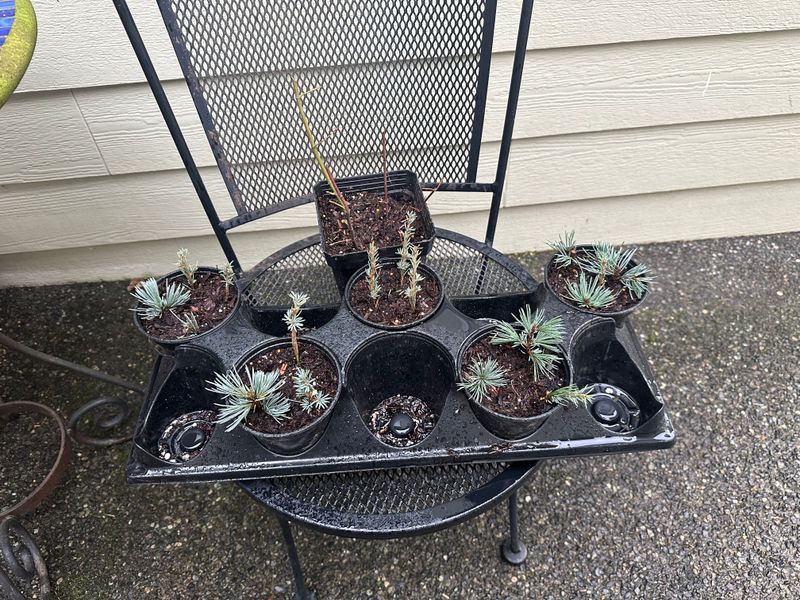 Blue Atlas Cedar 1 — Mar 20