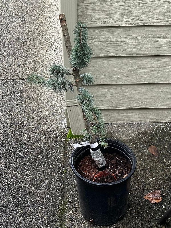 Blue Atlas Cedar 1 — Observation — 2023-03-20