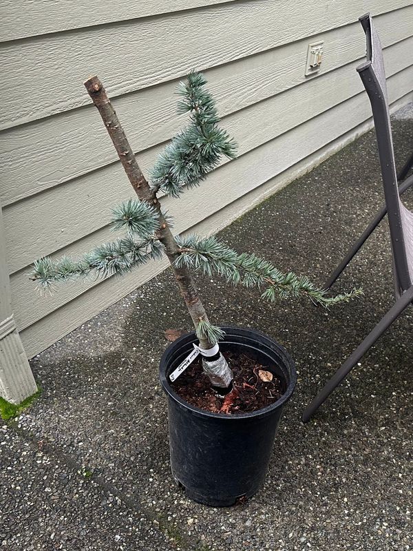 Blue Atlas Cedar 1 — Observation — 2023-03-20
