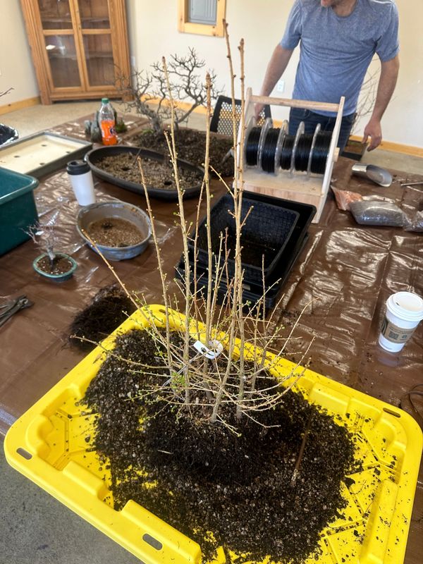 Japanese Larch 1 — Repot — 2023-03-18