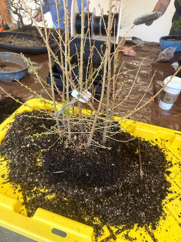Japanese Larch 1 — Repot — 2023-03-18