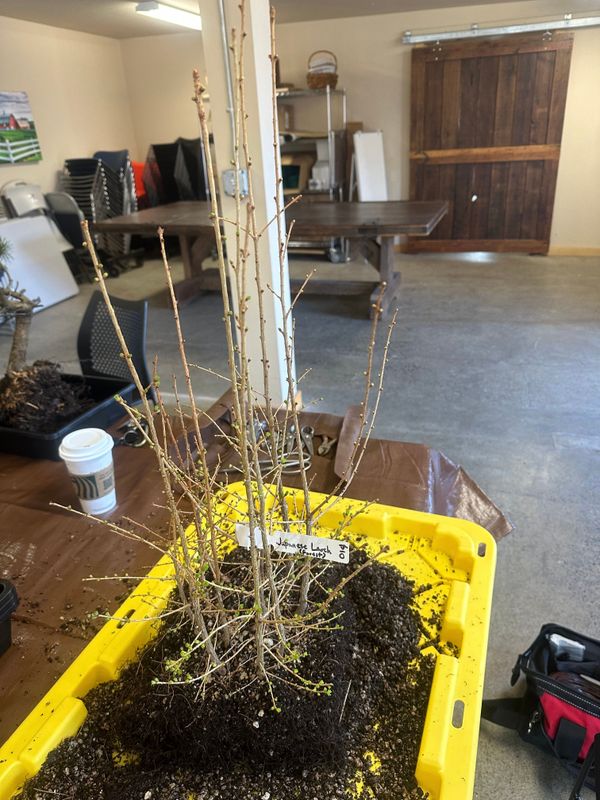 Japanese Larch 1 — Repot — 2023-03-18