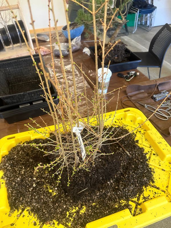 Japanese Larch 1 — Repot — 2023-03-18