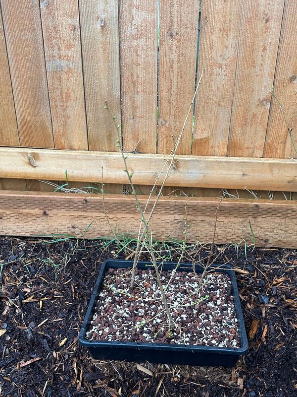 Japanese Larch 1 — Observation — 2023-03-20