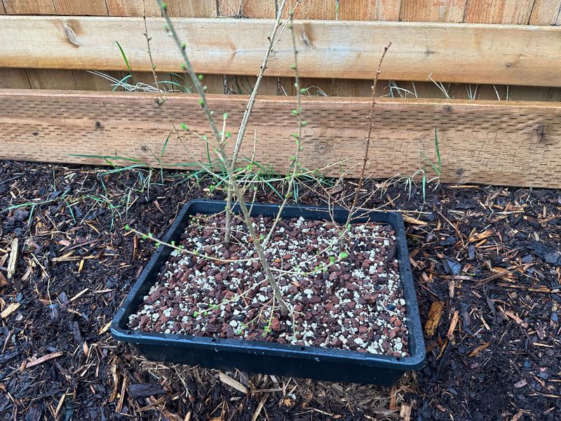 Japanese Larch 1 — Observation — 2023-03-20