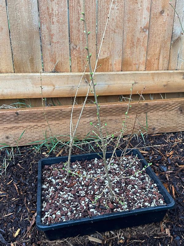 Japanese Larch 1 — Observation — 2023-03-20