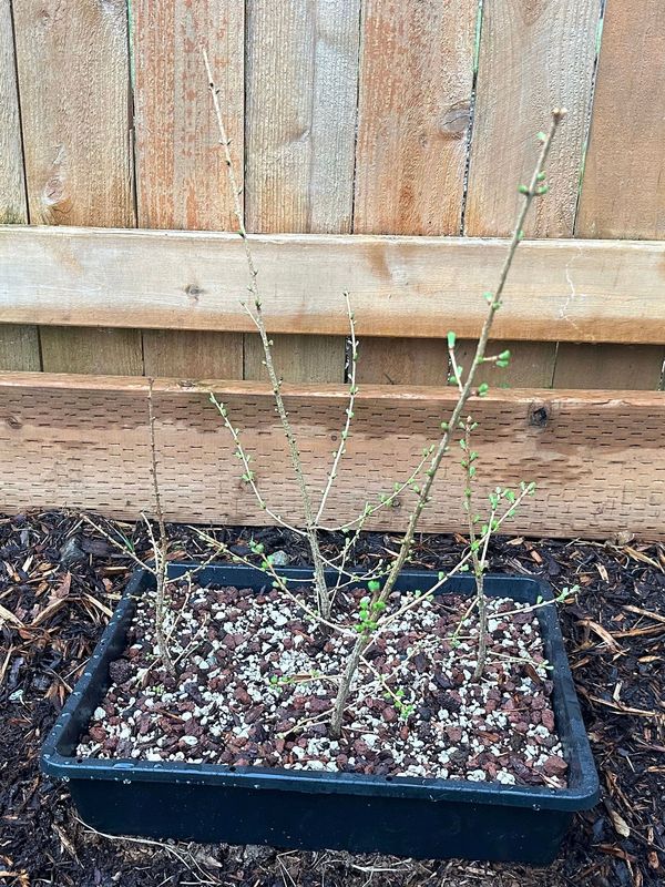 Japanese Larch 1 — Observation — 2023-03-20