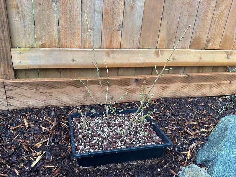 Japanese Larch 1 — Observation — 2023-03-20