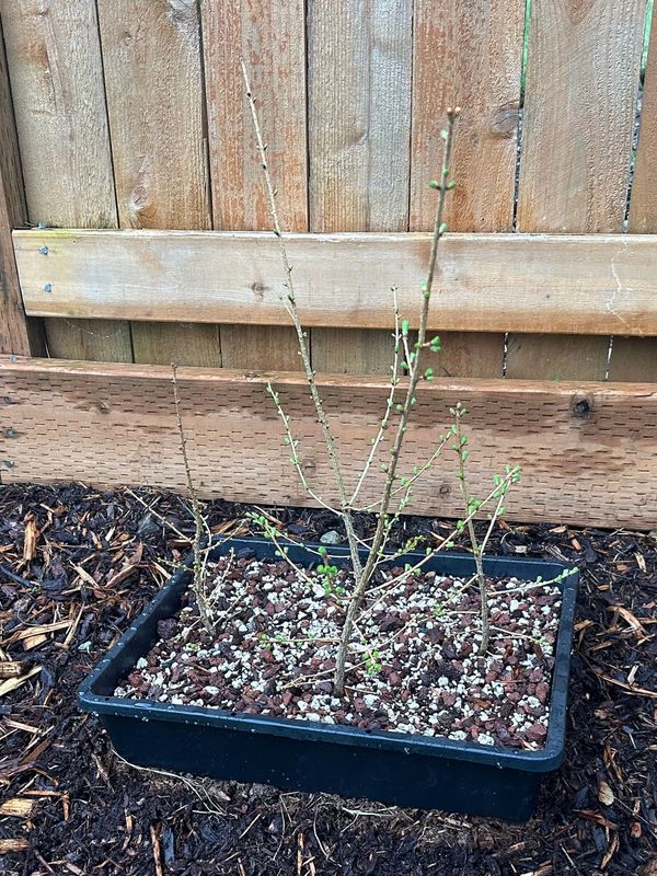 Japanese Larch 1 — Observation — 2023-03-20