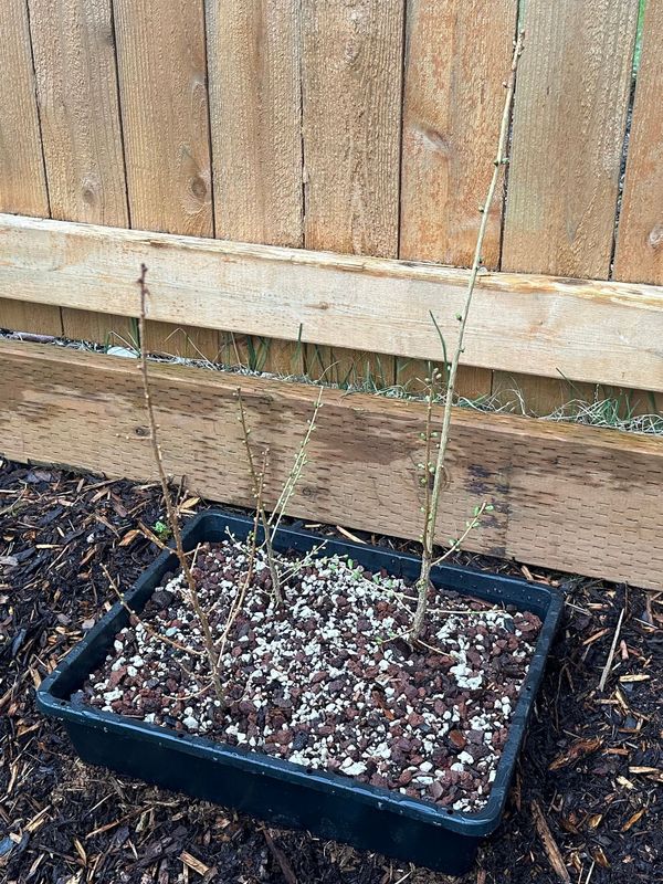 Japanese Larch 1 — Observation — 2023-03-20