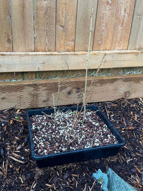 Japanese Larch 1 — Observation — 2023-03-20