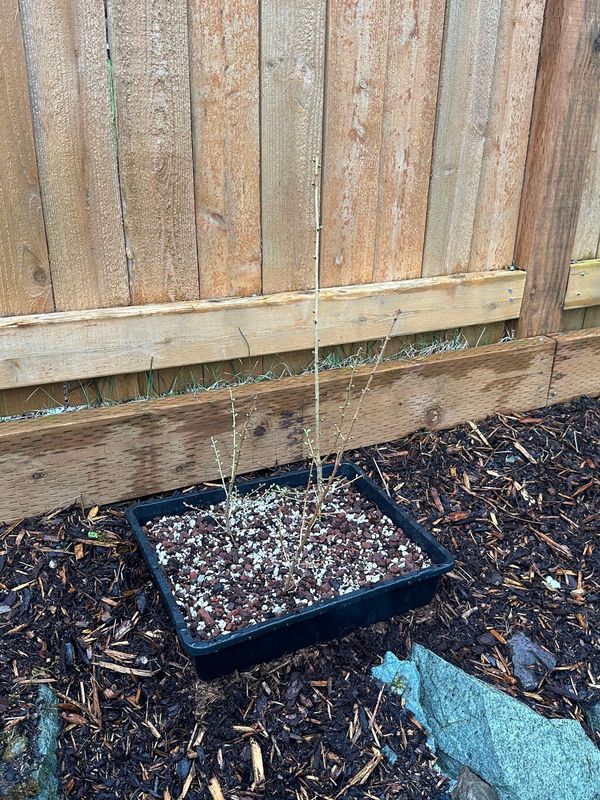 Japanese Larch 1 — Observation — 2023-03-20