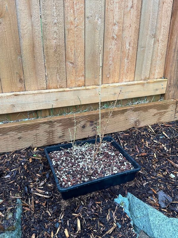 Japanese Larch 1 — Observation — 2023-03-20
