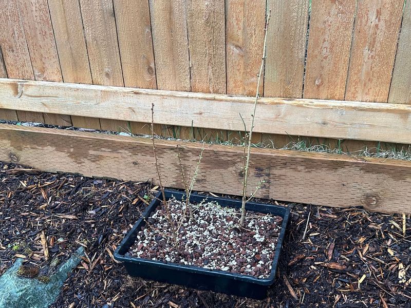 Japanese Larch 1 — Observation — 2023-03-20