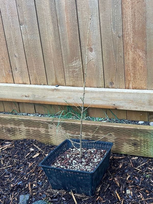 Japanese Larch 1 — Observation — 2023-03-20
