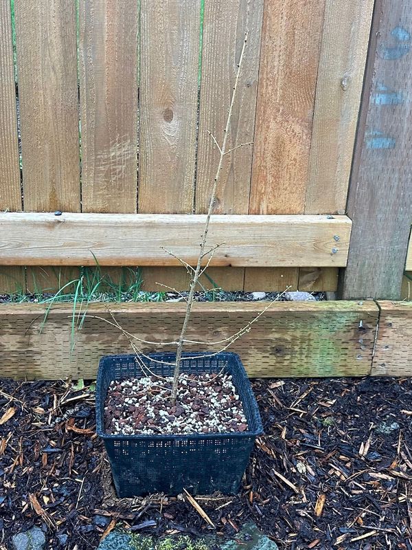 Japanese Larch 1 — Observation — 2023-03-20