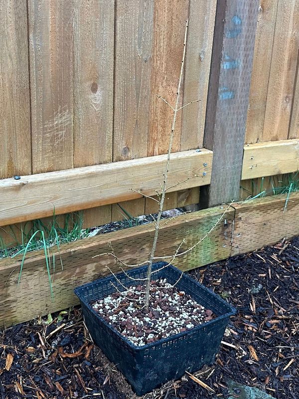 Japanese Larch 1 — Observation — 2023-03-20