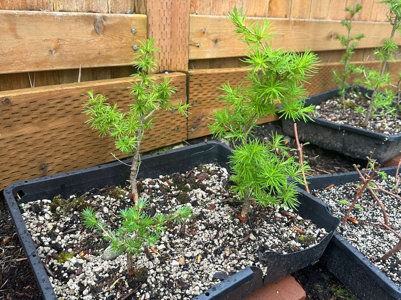 Japanese Larch 1 — Observation — 2024-04-05